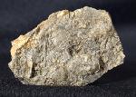Tetractinella trigonella SCHLOTHEIM 1820 - Bild &copy; FossNet FossilienStore